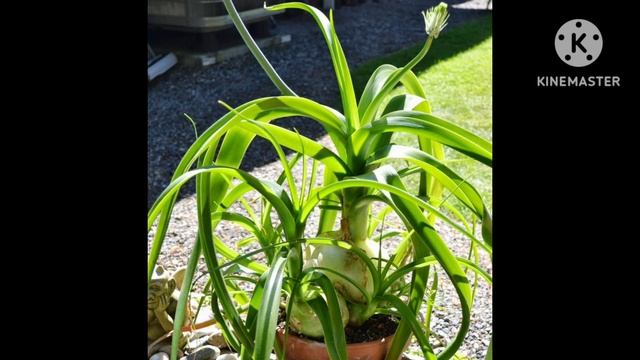 Индийский лук смотреть онлайн