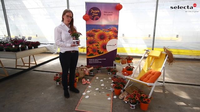 Präsentation Osteospermum ecklonis FlowerPower® Purple Sun смотреть онлайн