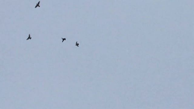 #Pigeons.Больные и мёртвые голуби. смотреть онлайн