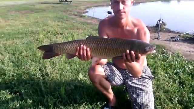 пруд "Черноморец" 31.07.2016г. амур на 4.5 кг. смотреть онлайн