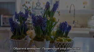 Гиацинт в горшке: уход в домашних условиях