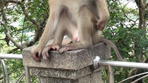 обезьяны лазают по мусоркам и пьют фреш) Пхукет 2011 год)