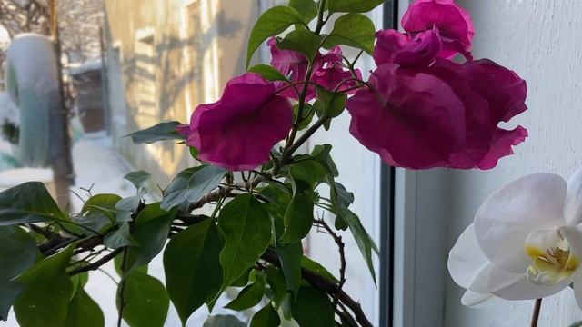 Мои комнатные цветы/Срочно прошу совет/Антуриум/Орхидеи/ смотреть онлайн