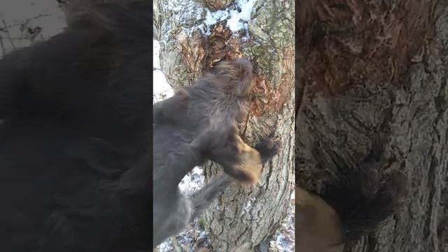 Работа по кунице, Дратхаар Азарт смотреть онлайн