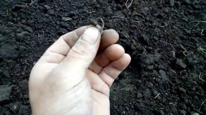 Коп с ака сорекс про, на распаханом поле