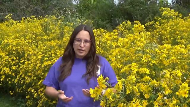 Tickseed Sunflower, Bidens смотреть онлайн