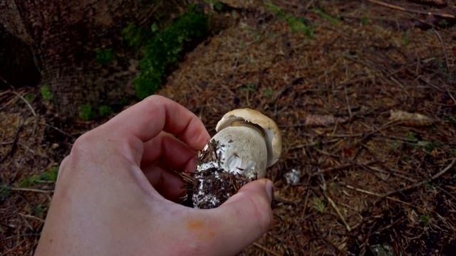 Mushroom Hunting - September 19th 2021 (Part 1/2) смотреть онлайн