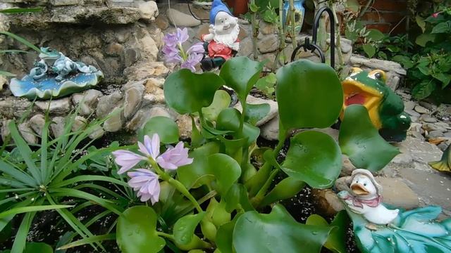 Цветёт эйхорния. смотреть онлайн