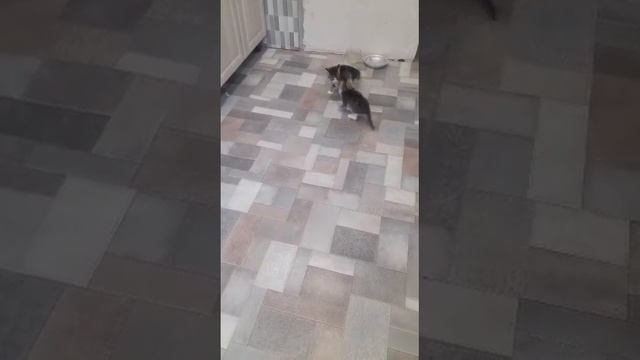 Котята играют