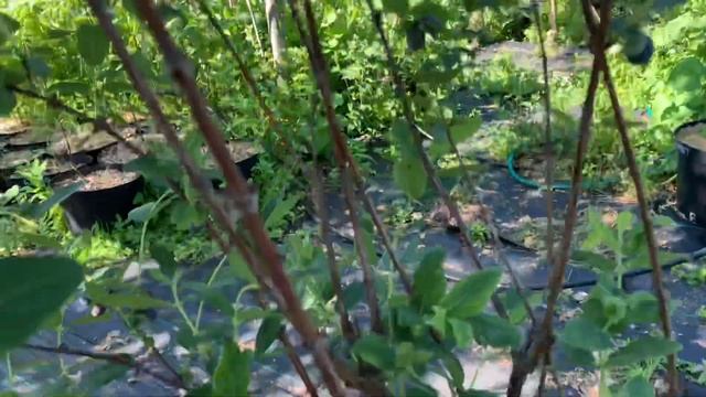 Жимолость Сердце гиганта. Начало созревания19.06.21 смотреть онлайн