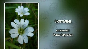 Скиталец - Я, как скиталец слепой... (+)