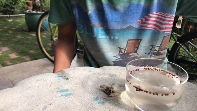 Astrophytum asterias Flower Pollination and Seed Harvest смотреть онлайн