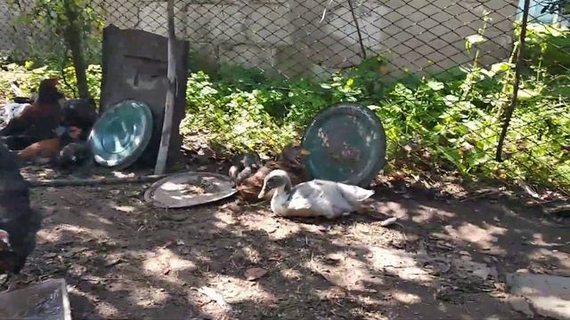 Хозяйские дела, кроликов много не бывает // Куры // Утки #цыплята смотреть онлайн