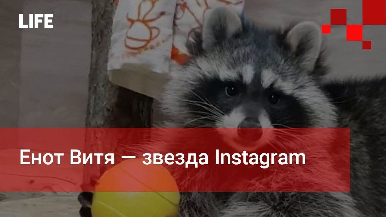 Говорящий енот. Енот витя. енот и звезды. енот витя помидоры.