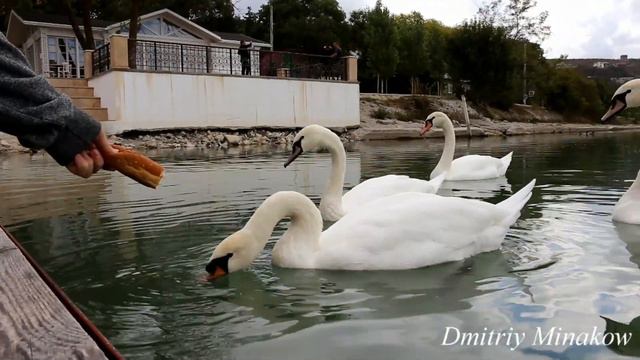 Абрау дюрсо лебеди смотреть онлайн