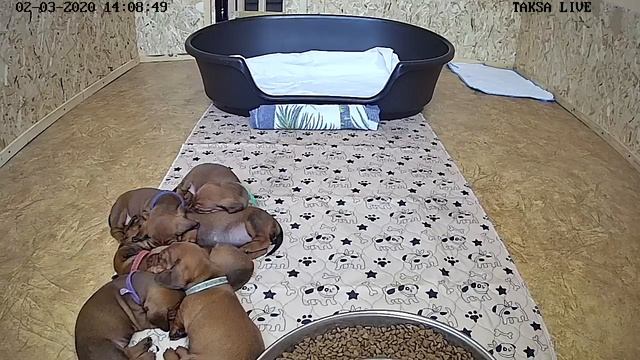 Я Такса ?DAY 26/1.Щенки таксы онлайн ? Dachshund puppies online смотреть онлайн