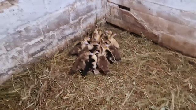 бройлеров убрал, у уток теперь раздолье) смотреть онлайн