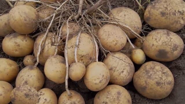 Купить Семенной Картофель Королева Анна