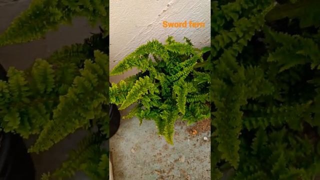 Sword fern Nephrolepis exaltata, known as the sword fern or Boston fern, is a species of fern in th