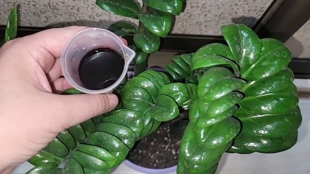 1 Таблетка под ЗАМИОКУЛЬКАС и цветок оживет, позеленеют и пышно разрастется!
