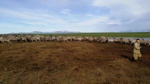 Оленеводы / Ловля арканом / Стадо оленей