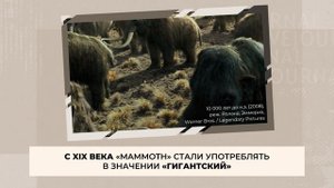 Русизмы или русские слова в английском языке