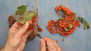 Как убрать горечь из рябины ? и калины ?