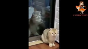 Приколы с котами! С ОЗВУЧКОЙ! Смешные животные! Смешные видео про кошек и собак! #138