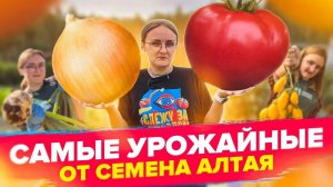 УРОЖАЙНЫЕ СОРТА ОТ СЕМЕНА АЛТАЯ!