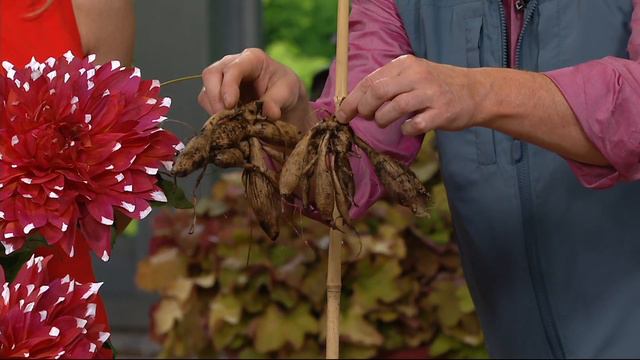 Roberta's 4-piece New Generation Over The Top Dahlia on QVC смотреть онлайн