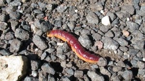 Гусеница ивового древоточца