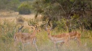 4K African Animals: Serengeti National Park - Amazing African Wildlife Footage with Real Sounds