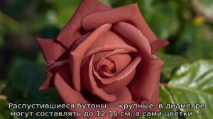 Роза Терракота