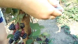 Ежевика Торнфри