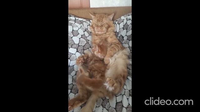 Мейн кун. Кот Джокер и его семья. Семья Фомичевых. Жена Тиффани и его котята. смотреть онлайн