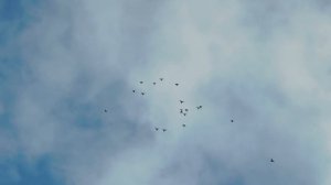 НИКОЛАЕВСКИЕ ГОЛУБИ/pigeons/ ВОВЫ КЕРЧЕНСКОГО  (1). +7(978) 820 81 45