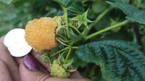 Супер сорт малины Жёлтый гигант!!!