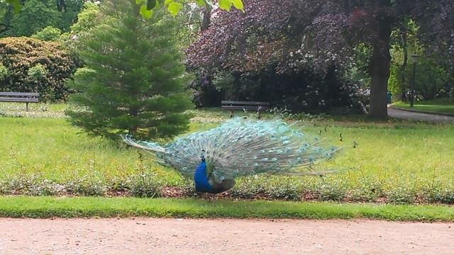 Как павлин распускает хвост смотреть онлайн