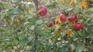 Яблони сорт Рубинола (apple Rubinola) и Розелла (apple Rozella). Обзор и дегустация