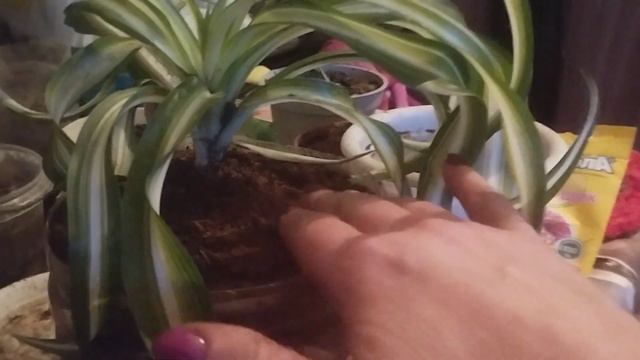 Хлорофитум гүлін отырғызу және дұрыс күтім жасау.#өсімдік #гулдер #өсіру #Гүлдер әлемі 🌹 смотреть онлайн