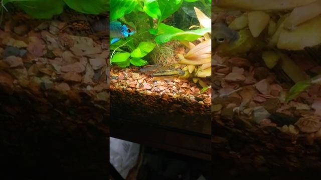 Double Red Cockatoo Dwarfs смотреть онлайн