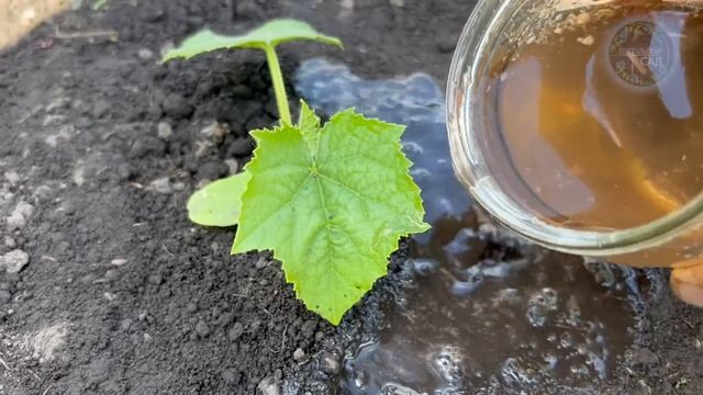 Сделайте так и огурцы сразу пойдут в рост и дадут огромный урожай! смотреть онлайн