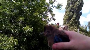 Загадочная ручная птица сойка