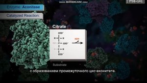 Энзимы Ферменты. Биология. Биохимия. ЕГЭ Олимпиада. Классификация.