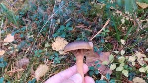 Мокруха пурпуровая (Chroogomphus rutilus). Как выглядит гриб на месте произрастания.