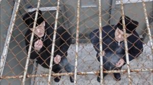Как грамотно войти в хату на зоне. Как отвечать на вопросы.