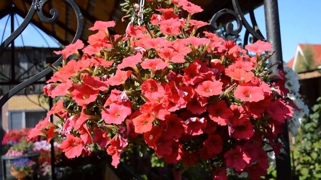 Цветение петунии в августе аномально холодного лета 2019 года смотреть онлайн