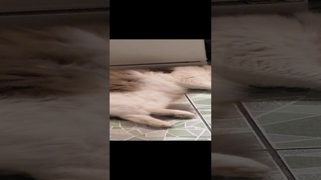 Кот умылся но....