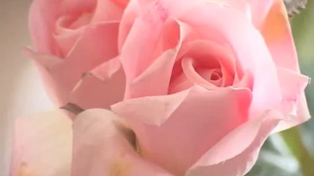 Выпускники техникума строительных технологий получили диплом 28-06-2012 смотреть онлайн