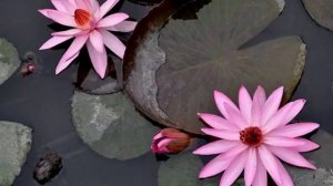 Beautiful Gorgeous and Pretty Water Lily Flowers | Nymphaeaceae